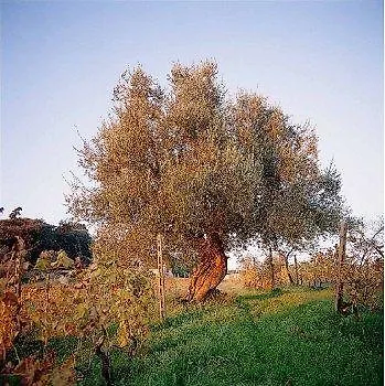 Azienda Agricola Fabbrica Di San Martino Country house *